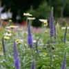 Macskafarkú Veronika › Veronica Spicata