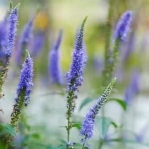 Macskafarkú Veronika › Veronica Spicata