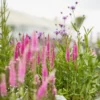 Macskafarkú Veronika › Veronica Spicata › Pink Goblin - Image 2