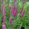 Macskafarkú Veronika › Veronica Spicata › Pink Goblin - Image 3