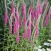 Macskafarkú Veronika › Veronica Spicata › Pink Goblin