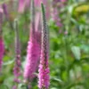Macskafarkú Veronika › Veronica Spicata › Pink Goblin