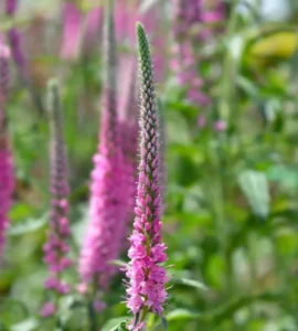 Macskafarkú Veronika › Veronica Spicata › Pink Goblin