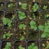 Macskafarkú Veronika › Veronica Spicata palánták
