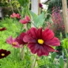 Pillangóvirág › Cosmos Bipinnatus › Rubenza