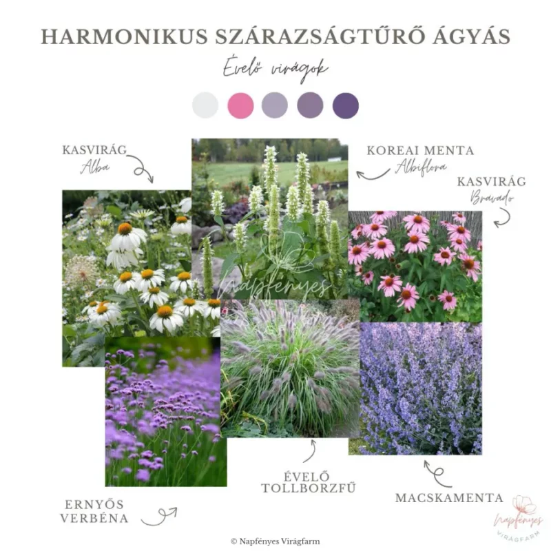 Harmonikus Szárazságtűrő Ágyás › Virágmag Keverék