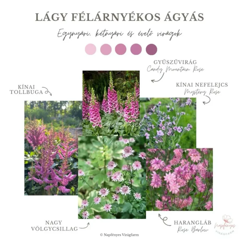 Romantikus Egynyári Ágyás › Virágmag Keverék