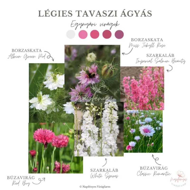 Légies Tavaszi Ágyás › Virágmag Keverék