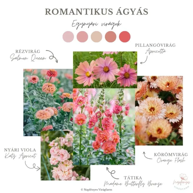 Romantikus Egynyári Ágyás › Virágmag Keverék