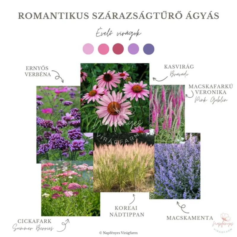Romantikus Szárazságtűrő Ágyás › Virágmag Keverék