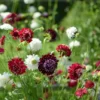 Ördögszem › Scabiosa Atropurpurea › Passion Mix