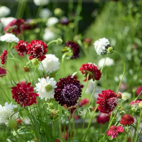 Ördögszem › Scabiosa Atropurpurea › Passion Mix