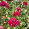 Ördögszem › Scabiosa Atropurpurea › Fire King