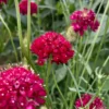 Ördögszem › Scabiosa Atropurpurea › Fire King - Image 2