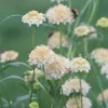 Ördögszem › Scabiosa Atropurpurea › Fata Morgana - Image 6