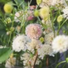 Ördögszem › Scabiosa Atropurpurea › Fata Morgana - Image 4