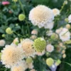 Ördögszem › Scabiosa Atropurpurea › Fata Morgana