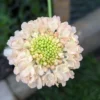 Ördögszem › Scabiosa Atropurpurea › Fata Morgana - Image 2