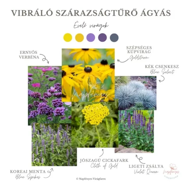 Vibráló Szárazságtűrő Ágyás › Virágmag Keverék