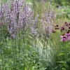 Bugás Macskamenta › Nepeta Nuda