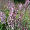 Bugás Macskamenta › Nepeta Nuda - Image 3