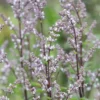Bugás Macskamenta › Nepeta Nuda - Image 2