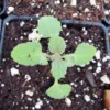 Bugás Macskamenta › Nepeta Nuda palánta