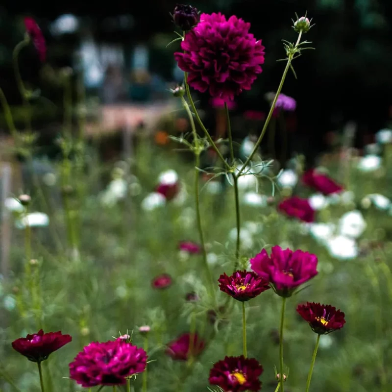 Pillangóvirág › Cosmos Bipinnatus › Double Click Cranberries - Image 6