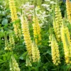 Csillagfürt › Lupinus Polyphyllus › The Chandelier