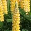 Csillagfürt › Lupinus Polyphyllus › The Chandelier