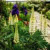 Csillagfürt › Lupinus Polyphyllus › The Chandelier