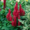 Csillagfürt › Lupinus Polyphyllus › The Pages