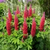 Csillagfürt › Lupinus Polyphyllus › The Pages