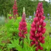 Csillagfürt › Lupinus Polyphyllus › The Pages
