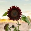 Dísznapraforgó › Helianthus Annuus › Claret