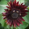 Dísznapraforgó › Helianthus Annuus › Claret - Image 4