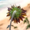 Dísznapraforgó › Helianthus Annuus › Claret - Image 6