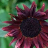 Dísznapraforgó › Helianthus Annuus › Claret