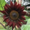 Dísznapraforgó › Helianthus Annuus › Claret - Image 2