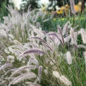 Évelő Tollborzfű › Pennisetum Alopecuroides