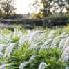 Hattyúnyakú Lizinka › Lysimachia Clethroides › Lady Jane