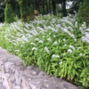 Hattyúnyakú Lizinka › Lysimachia Clethroides › Lady Jane - Image 2