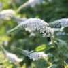 Hattyúnyakú Lizinka › Lysimachia Clethroides › Lady Jane - Image 3