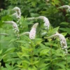 Hattyúnyakú Lizinka › Lysimachia Clethroides › Lady Jane