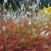 Hattyúnyakú Lizinka › Lysimachia Clethroides › Lady Jane - Image 4