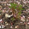 Hattyúnyakú Lizinka › Lysimachia Clethroides palánta