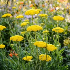 Jószagú Cickafark › Achillea Filipendulina › Cloth of Gold