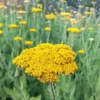 Jószagú Cickafark › Achillea Filipendulina › Cloth of Gold