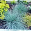 Kék csenkesz- Festuca Glauca- Blue select