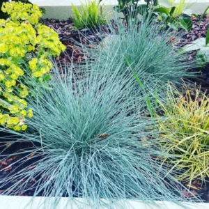 Kék csenkesz- Festuca Glauca- Blue select